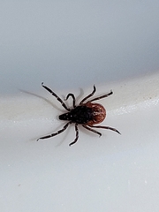 Ixodes