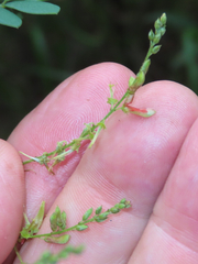 Indigofera sphaerocarpa