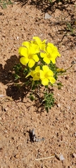 Oxalis copiosa