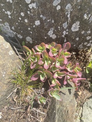 Hylotelephium telephioides