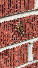 Melanoplus differentialis