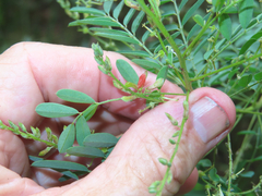 Indigofera sphaerocarpa