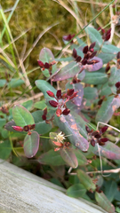 Hypericum fraseri