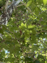 Platanus racemosa