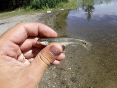 Pimephales notatus