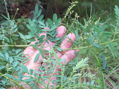 Indigofera sphaerocarpa