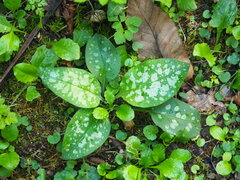 Pulmonaria
