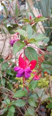 Fuchsia × hybrida