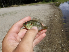 Lepomis peltastes