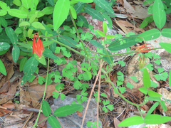 Aquilegia desertorum