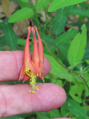 Aquilegia desertorum