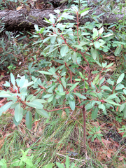 Arbutus arizonica