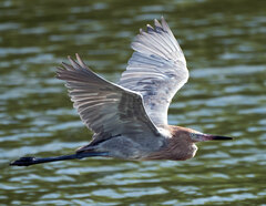 Egretta rufescens