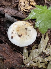Lactifluus piperatus