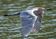 Egretta rufescens