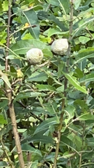 Rabdophaga strobiloides