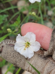 Acleisanthes longiflora