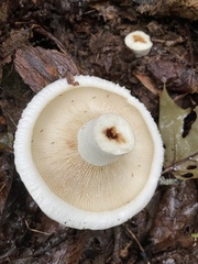 Lactifluus piperatus