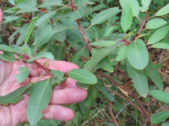 Arbutus arizonica