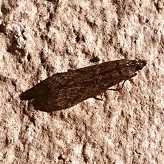 Pyralidae