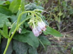 Symphytum