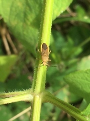 Catorhintha selector