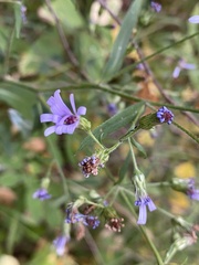 Symphyotrichum ciliolatum