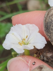 Acleisanthes longiflora