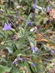 Symphyotrichum ciliolatum