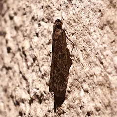 Pyralidae
