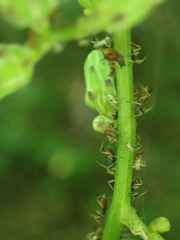 Macrosiphini