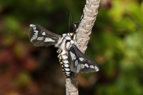 Thyretes hippotes