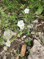 Acleisanthes longiflora