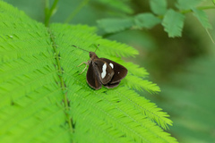 Notocrypta paralysos