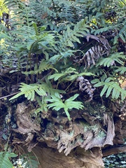 Polypodium scouleri