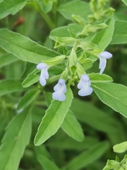 Salvia reflexa