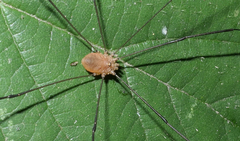 Leiobunum blackwalli