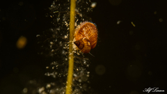 Littorinimorpha