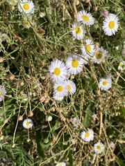 Erigeron divergens
