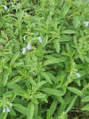 Salvia reflexa