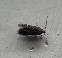 Aproaerema anthyllidella