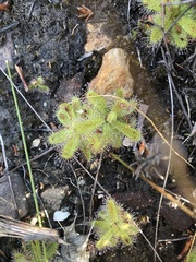 Drosera zeyheri
