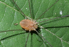 Leiobunum blackwalli