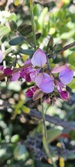Polygala affinis