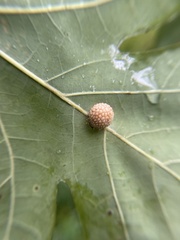 Acraspis pezomachoides