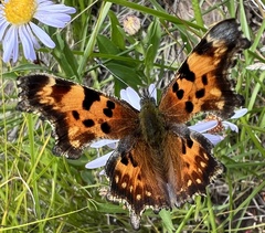 Polygonia faunus