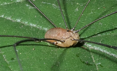 Leiobunum blackwalli