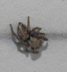 Habronattus klauseri