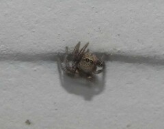 Habronattus klauseri