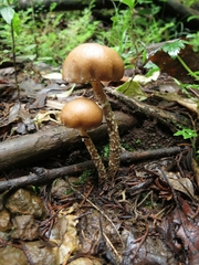 Psilocybe zapotecorum